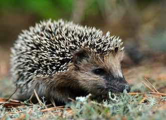 Hedgehog