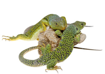 Fototapeta premium lizard