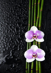 Still life with two orchid and bamboo grove