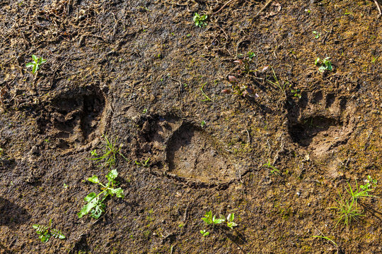 Fresh tracks of a wild bear on the banks of the river