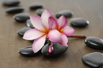 Obraz na płótnie Canvas frangipani flower arranged on wooden board