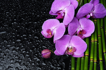 pink orchid with bamboo grove on wet background