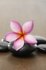 zen stones with frangipani flower on wooden board