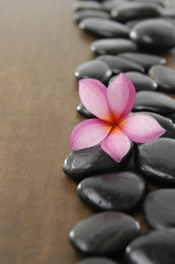 Fototapeta na wymiar frangipani flower arranged on wooden board