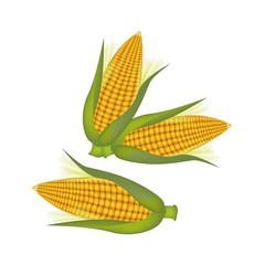 Three Ears of Corn with Husk and Silk