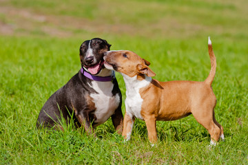 two bull terrier dogs together