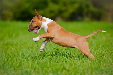 red english bull terrier puppy playing outdoors