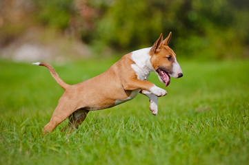 happy english bull terrier puppy