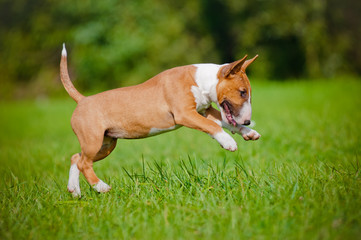 jumping red bull terrier puppy