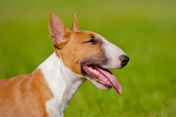 english bull terrier dog portrait