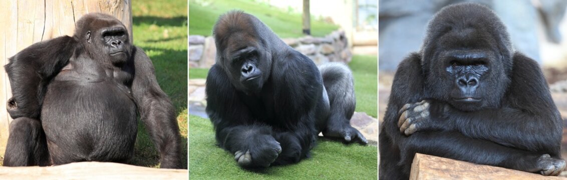triptyque sur les gorilles
