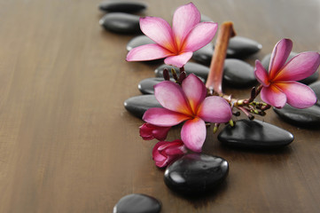 Branch frangipani and zen stones on wooden board
