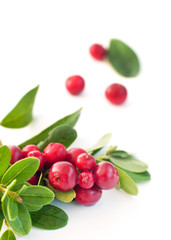 cowberry