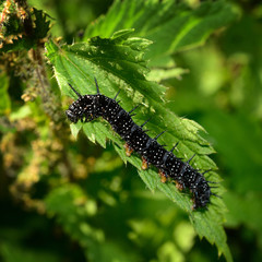 Schmetterlings-Raupe, qu.