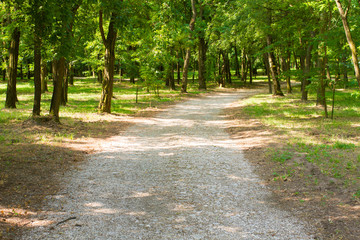 gravel footpath in summer green forest
