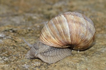 Weinbergschnecke