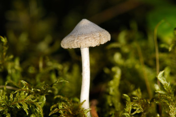 Tiny mushroom