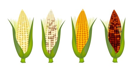 Four Colors of Fresh Corn with Husk and Silk