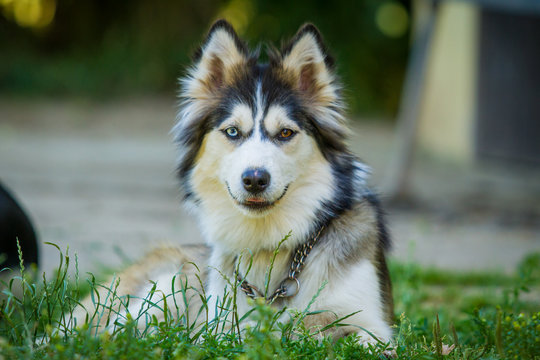 Husky-Mischling liegt im Hof