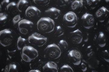 Fototapeta premium Elderberry fruit