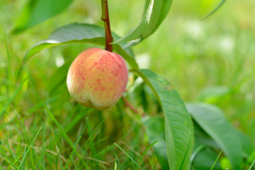 The peach, Prunus persica,