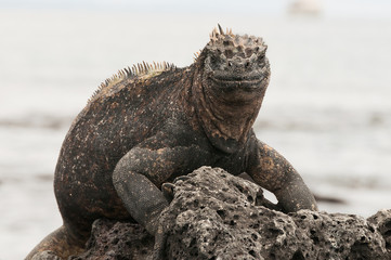 Red male marine Galapagos iguana