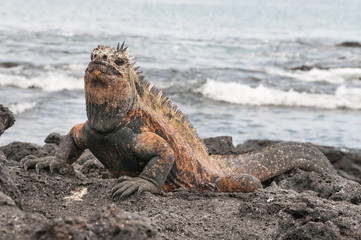 Red male marine Galapagos iguana