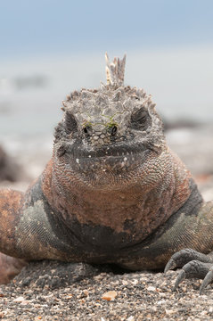 Red male marine Galapagos iguana