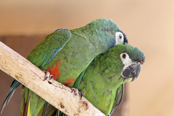 TIERE_1780_Papagei_Rotrueckenara