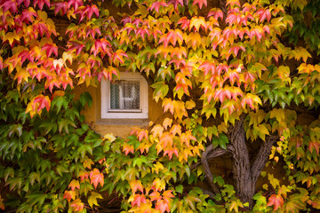 Colori d'Autunno nel quartiere Fugger, Germania