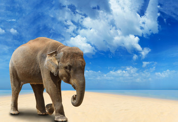 Fototapeta na wymiar Elephant on the beach