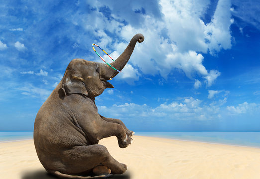 Elephant On The Beach