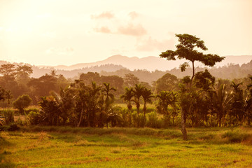 Fototapeta premium Sunset landscape with green field and palm in Sri Lanka
