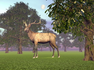 Elk in the woods - 3D render