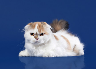 Tortoise scottish highland cat on dark blue background