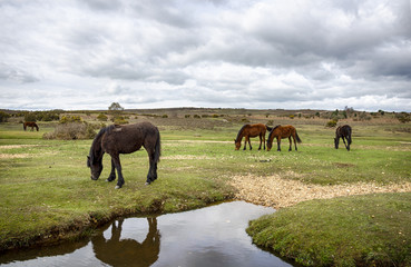 New Forest Ponies