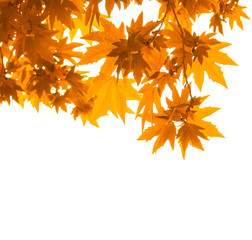 Naklejka na ściany i meble autumn leaves over white, very shallow focus