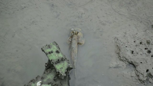 Mudskipper in the wetlands