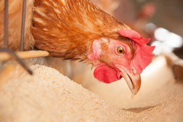 Eieren Kippen op de lokale boerderij