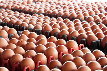 Fototapeta premium Eggs