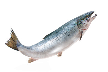 Obraz premium Atlantic salmon