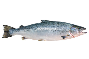 Naklejka premium Atlantic salmon