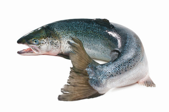 Fototapeta Atlantic salmon