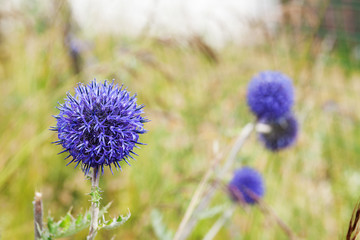 Obraz premium flower close-up