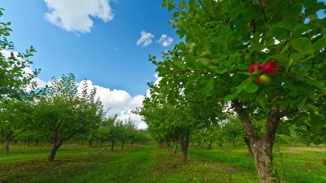 apple orchard with ripe apples, timelapse