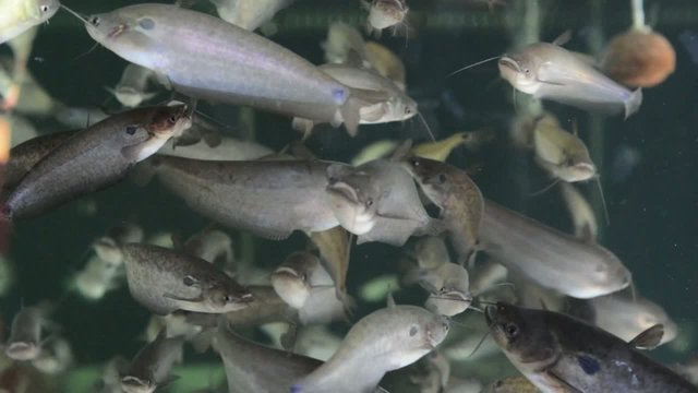 Buter Catfish in the water