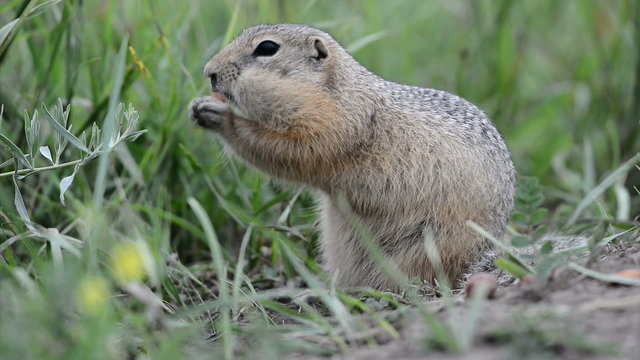 Eating gopher