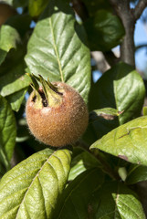 Fresh medlar fruit hanging on tree branch