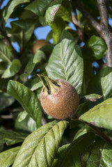 Fresh medlar fruit hanging on tree branch