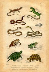 Fototapeta premium Histoire naturelle : reptiles et amphibiens